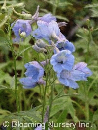 Delphinium x belladonna 'Cliveden Beauty'